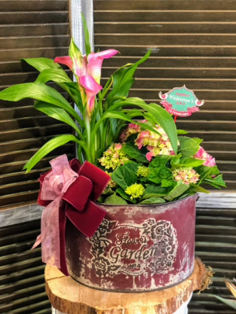 Valentine's Burgundy Bloomer Blooming Plants