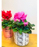 Hello Kitty Pink Cyclamen Blooming Plant