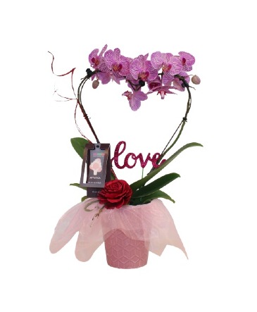 Valentines Day Heart Orchid Decorated Plant  in Cambridge, ON | KELLY GREENS FLOWERS & GIFT SHOP