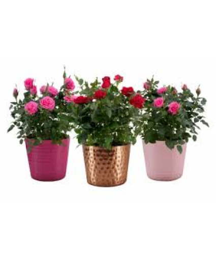 Valentine's Day Mini Roses