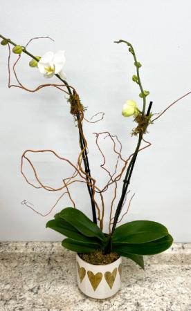 Valentine's Day Orchid In Ceramic Blooming Plant