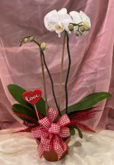 Valentine's Day Orchid Plant
