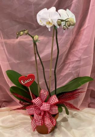 Double Stem Seasonal Orchid Plant in Stony Brook, NY | Village Florist And Events Double Stem Seasonal Orchid Plant in Stony Brook, NY | Village Florist And Events