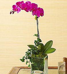 Spring Orchid Plant