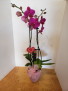 Double stem Orchids assorted colours plant