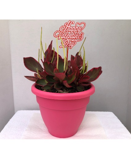 Valentine's Day Peperomia  9 inch potted plant