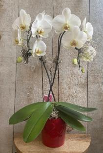 Valentine's Double Stem Orchid in a pot with hearts