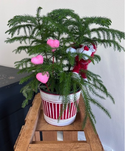 Valentine's Norfolk Island Pine 