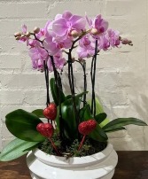 Valentine's Phalaenopsis Orchids Orchids