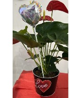 Valentine's Special Anthurium  Planter