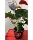 Valentine's Special Anthurium  Planter