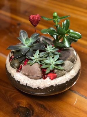 Valentine's Succulent Bowl Valentine's Day in Cicero, IN | Hittle Floral Design Valentine's Succulent Bowl Valentine's Day in Cicero, IN | Hittle Floral Design