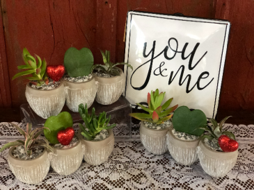 Valentine's Trio Plant