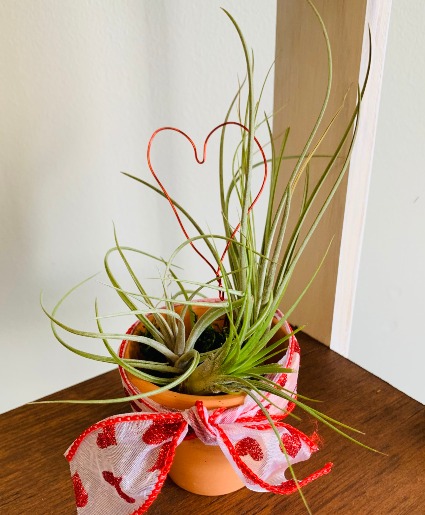 Air Plant  Valentines Day 