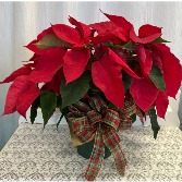 Value Size Red Poinsettia 
