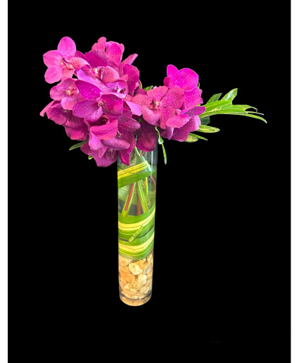 Vanda deep pink orchid Orchid arrangment 