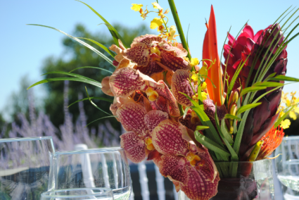 Vanda Tropical Delight 