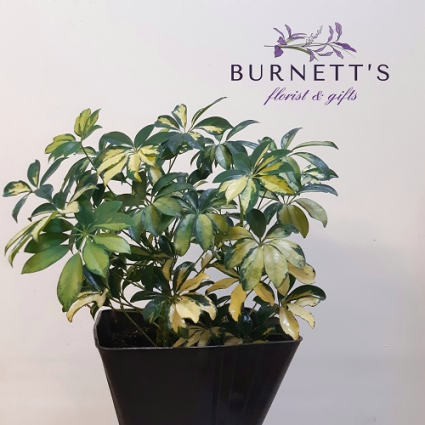 Variegated Dwarf Umbrella Plant Plant