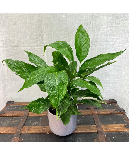 Variegated Peace Lilly Plant