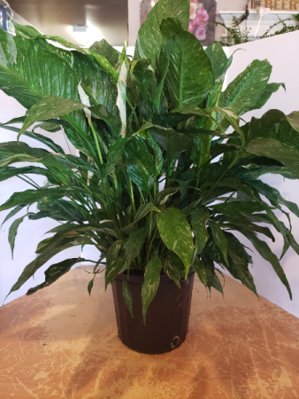 Variegated peace lily  Plant