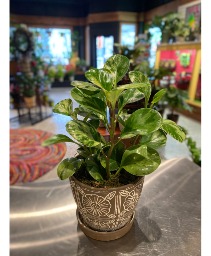 Variegated Peperomia  Non Toxic Plant