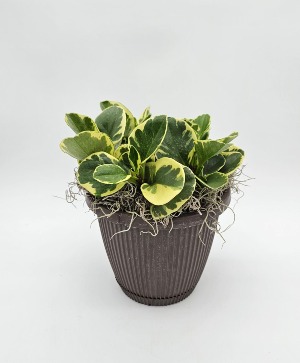 Variegated Peperomia Plant