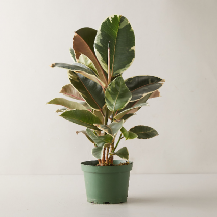 Variegated Rubber Plant 