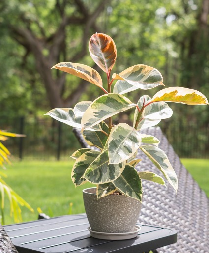 Variegated Rubber Plant