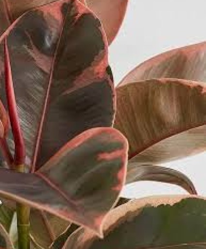 Variegated Ruby Rubber Plant