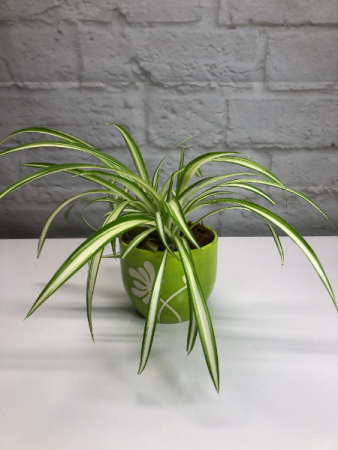 Variegated Spider Plant  in Lime Green Pottery