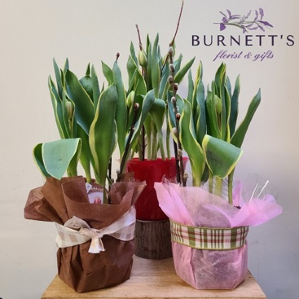 Variegated Tulip Plant