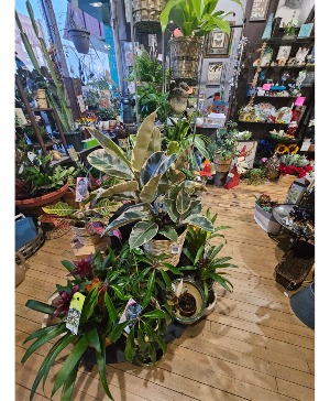 Variety of green plants 