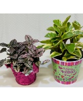 Variety of Plants 