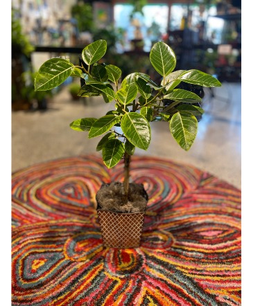 Varigated "Audrey" Ficus  Floor Plant in South Milwaukee, WI | PARKWAY FLORAL INC.