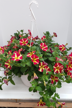 Mixed Petunia Hanging Basket Hanging Baskets in Whitehall, MI - WHITE ...