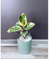 Varigated Rubber Plant 