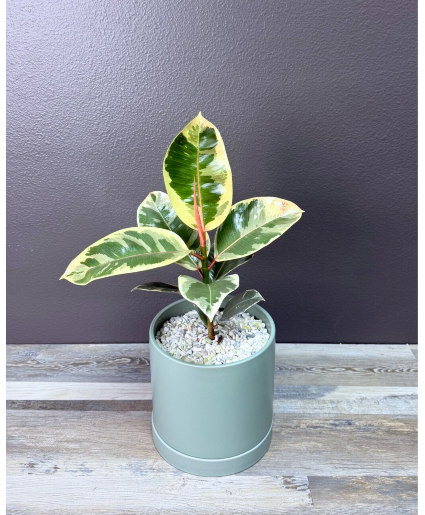 Varigated Rubber Plant 