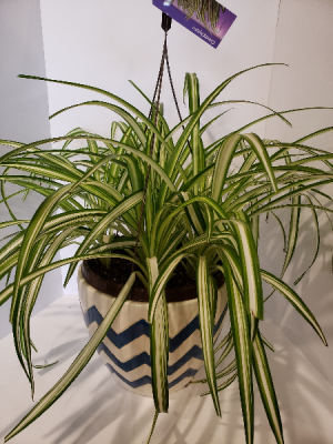 Varigated Spider plant Hanging Basket