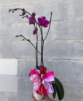VDAY Orchid Blooming Plant