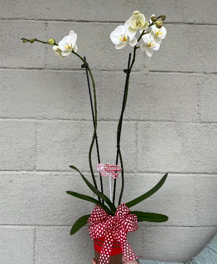 VDAY Orchid Blooming Plant