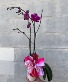 VDAY Orchid Blooming Plant