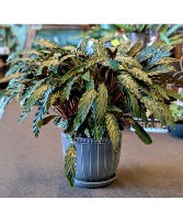 Velvet Calathea or Furry Feather 10" Blue Pot Only 1 available in store NOW