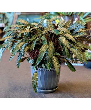 Velvet Calathea or Furry Feather 10" Blue Pot Only 1 available in store NOW