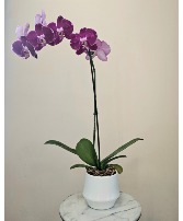 Velvet Majesty Royal Amethyst Orchid