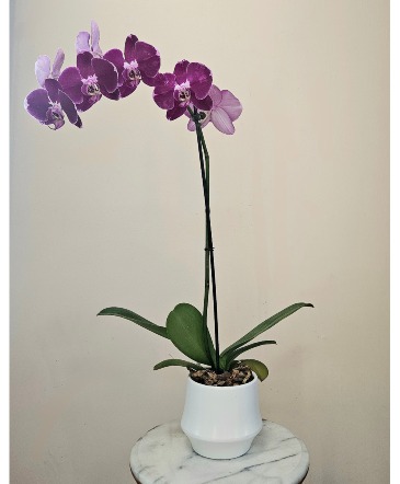 Velvet Majesty Royal Amethyst Orchid in Cape Coral, FL | ENCHANTED FLORIST OF CAPE CORAL Velvet Majesty Royal Amethyst Orchid in Cape Coral, FL | ENCHANTED FLORIST OF CAPE CORAL