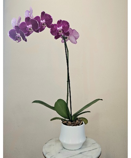 Velvet Majesty Royal Amethyst Orchid