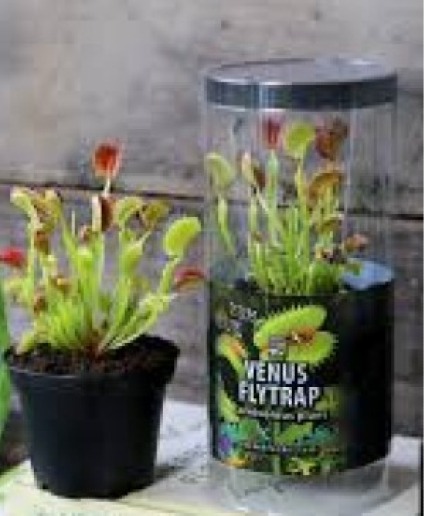 Venus Fly Trap