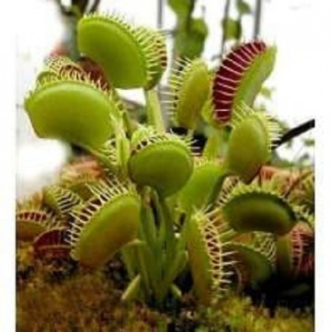 venus fly trap house plant 2