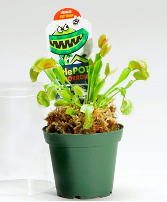 Venus Fly Trap Little Pot of Horrors  