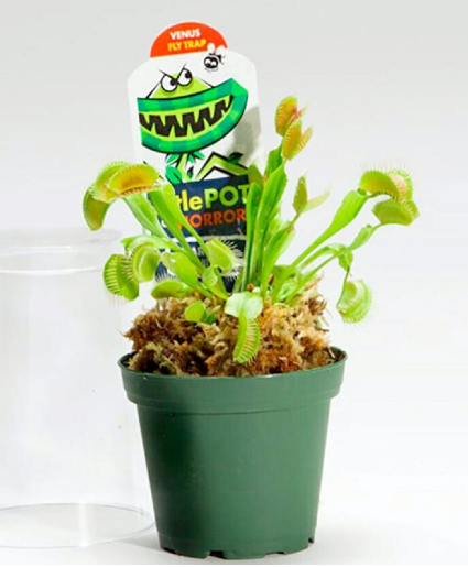 Venus Fly Trap Little Pot of Horrors  